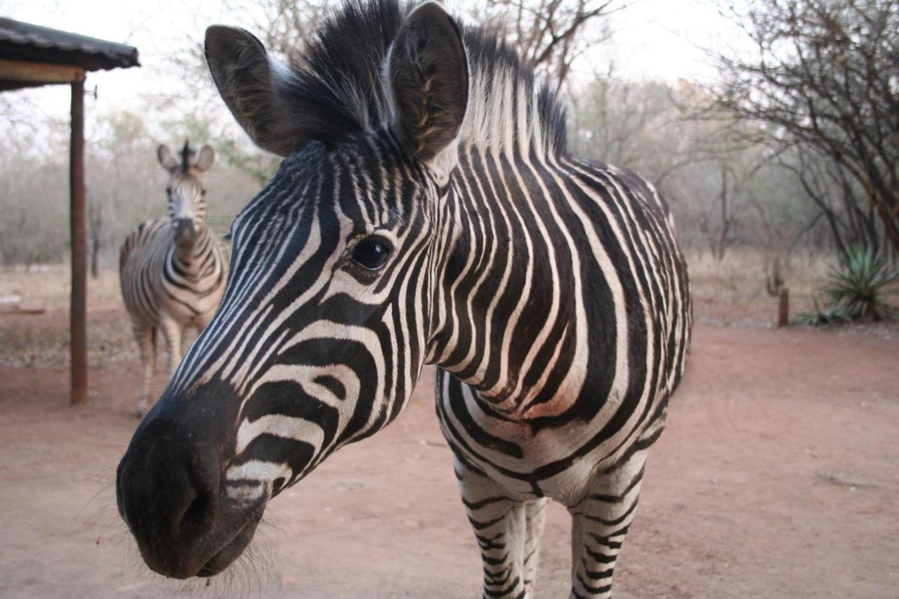 Kiburi Lodge @ Kruger, A Secluded Bushveld Getaway มาร์ลอทพาร์ค ภายนอก รูปภาพ