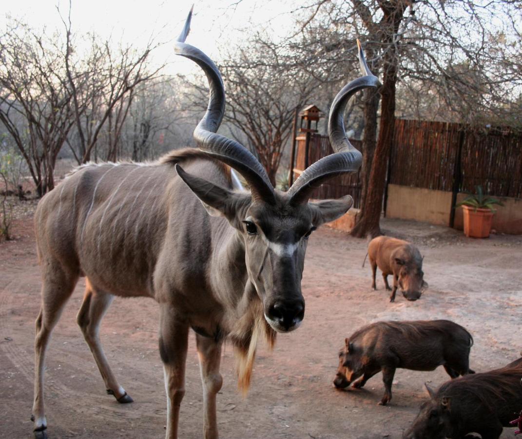 Kiburi Lodge @ Kruger, A Secluded Bushveld Getaway มาร์ลอทพาร์ค ภายนอก รูปภาพ