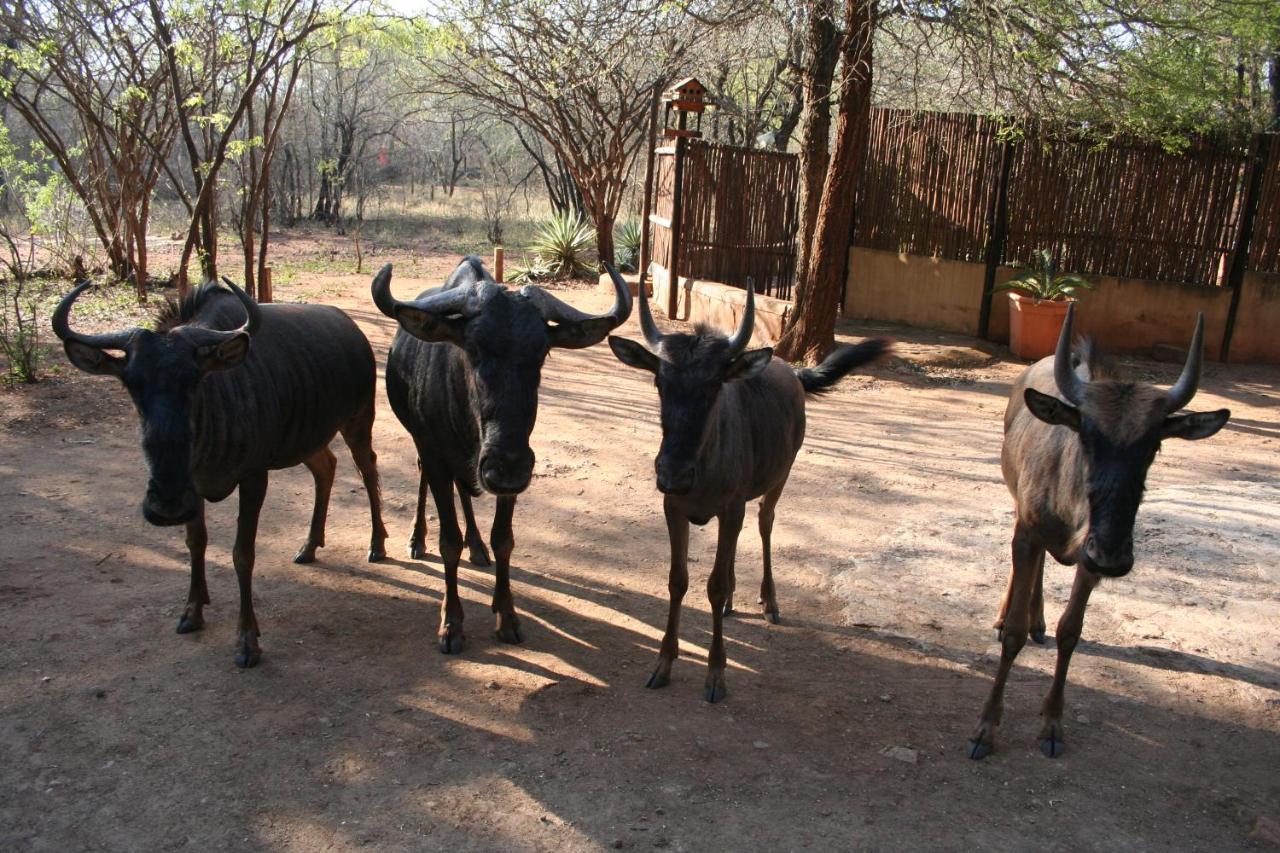Kiburi Lodge @ Kruger, A Secluded Bushveld Getaway มาร์ลอทพาร์ค ภายนอก รูปภาพ