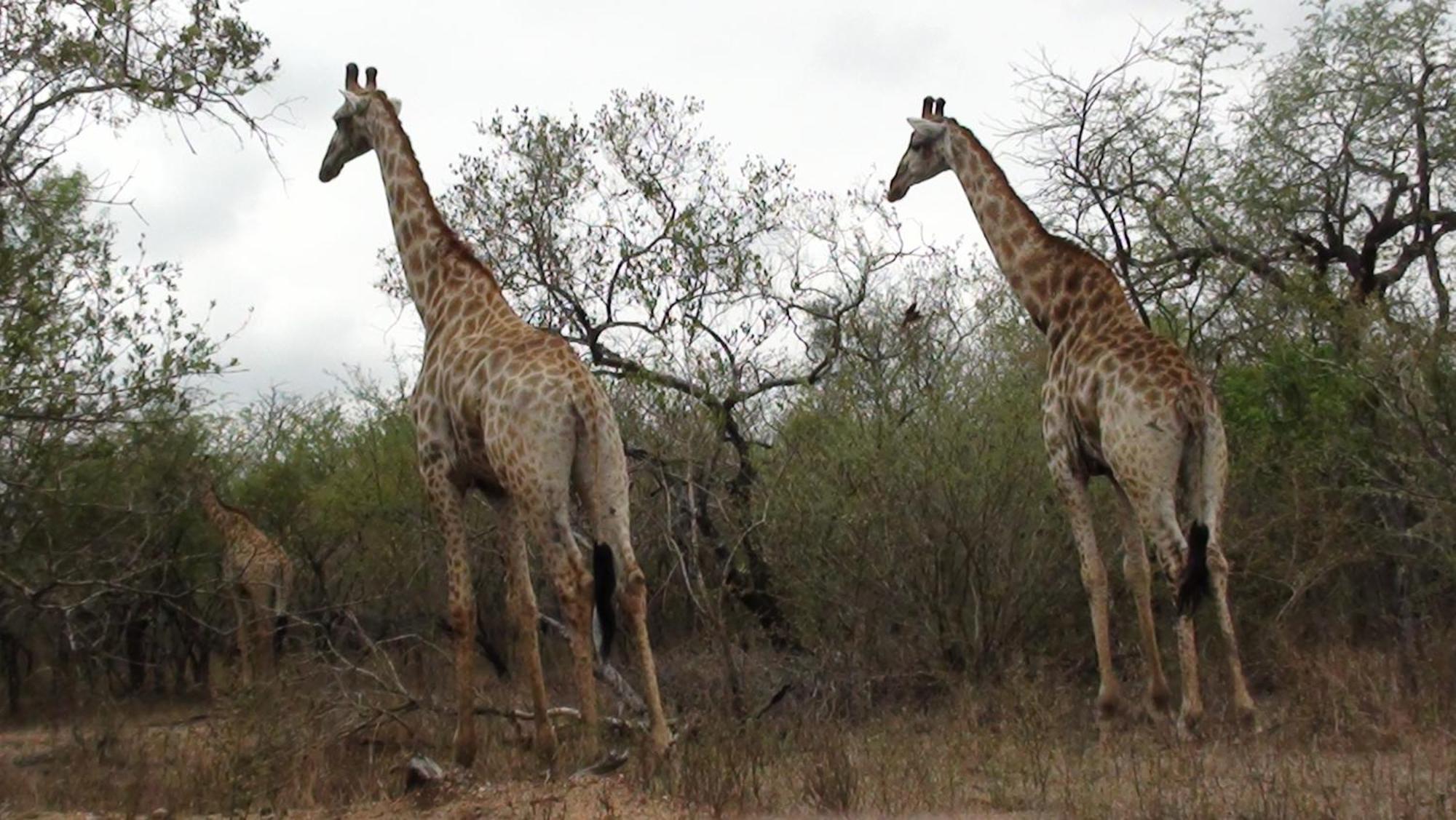 Kiburi Lodge @ Kruger, A Secluded Bushveld Getaway มาร์ลอทพาร์ค ภายนอก รูปภาพ