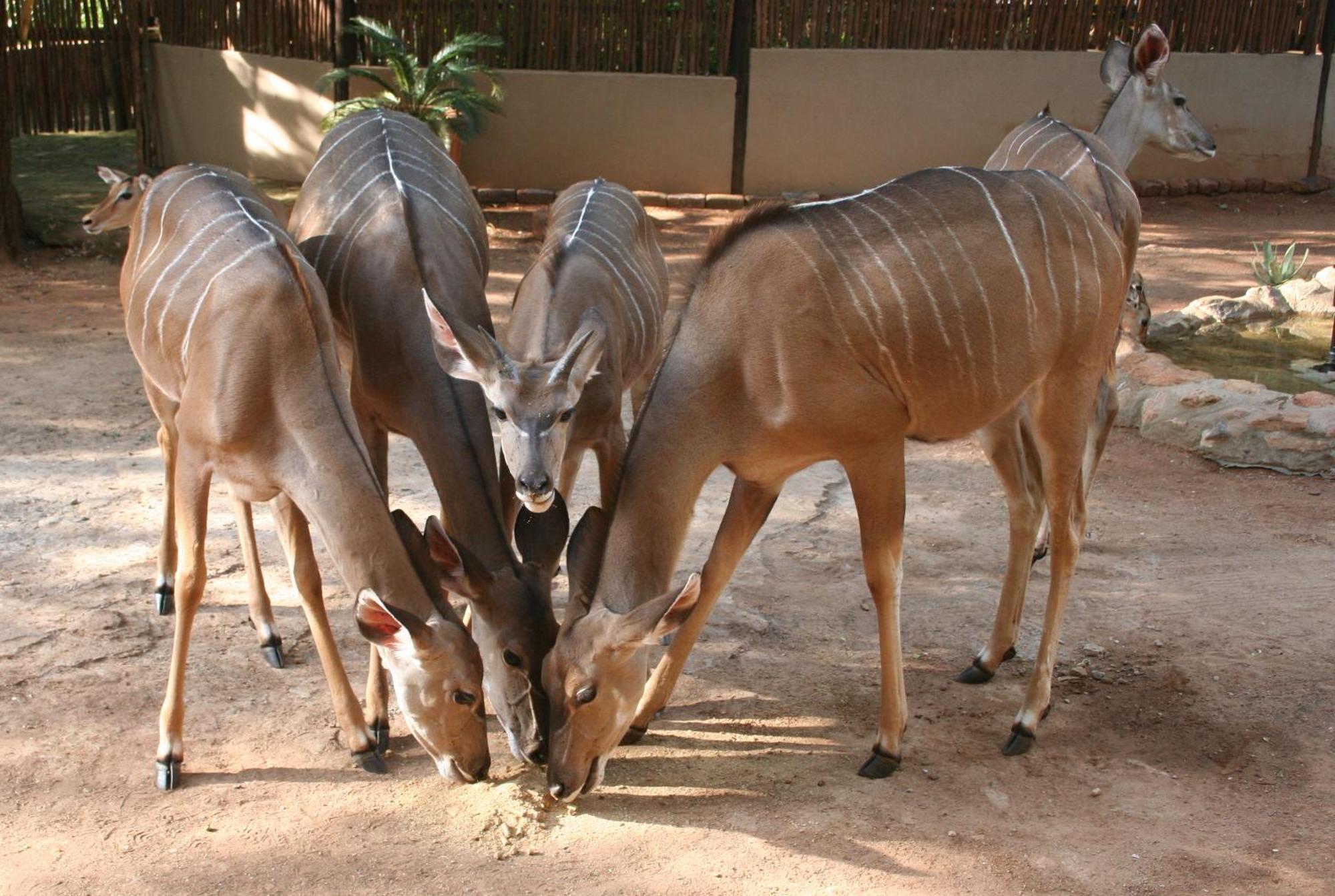 Kiburi Lodge @ Kruger, A Secluded Bushveld Getaway มาร์ลอทพาร์ค ภายนอก รูปภาพ