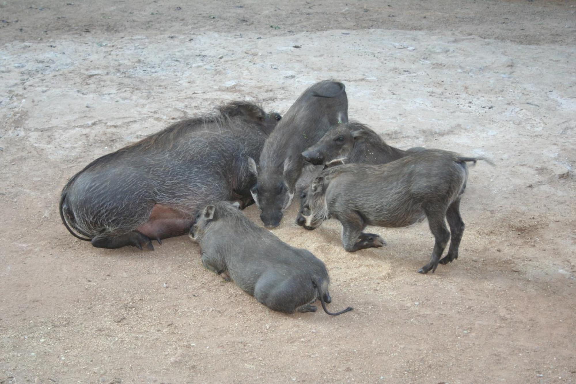 Kiburi Lodge @ Kruger, A Secluded Bushveld Getaway มาร์ลอทพาร์ค ภายนอก รูปภาพ