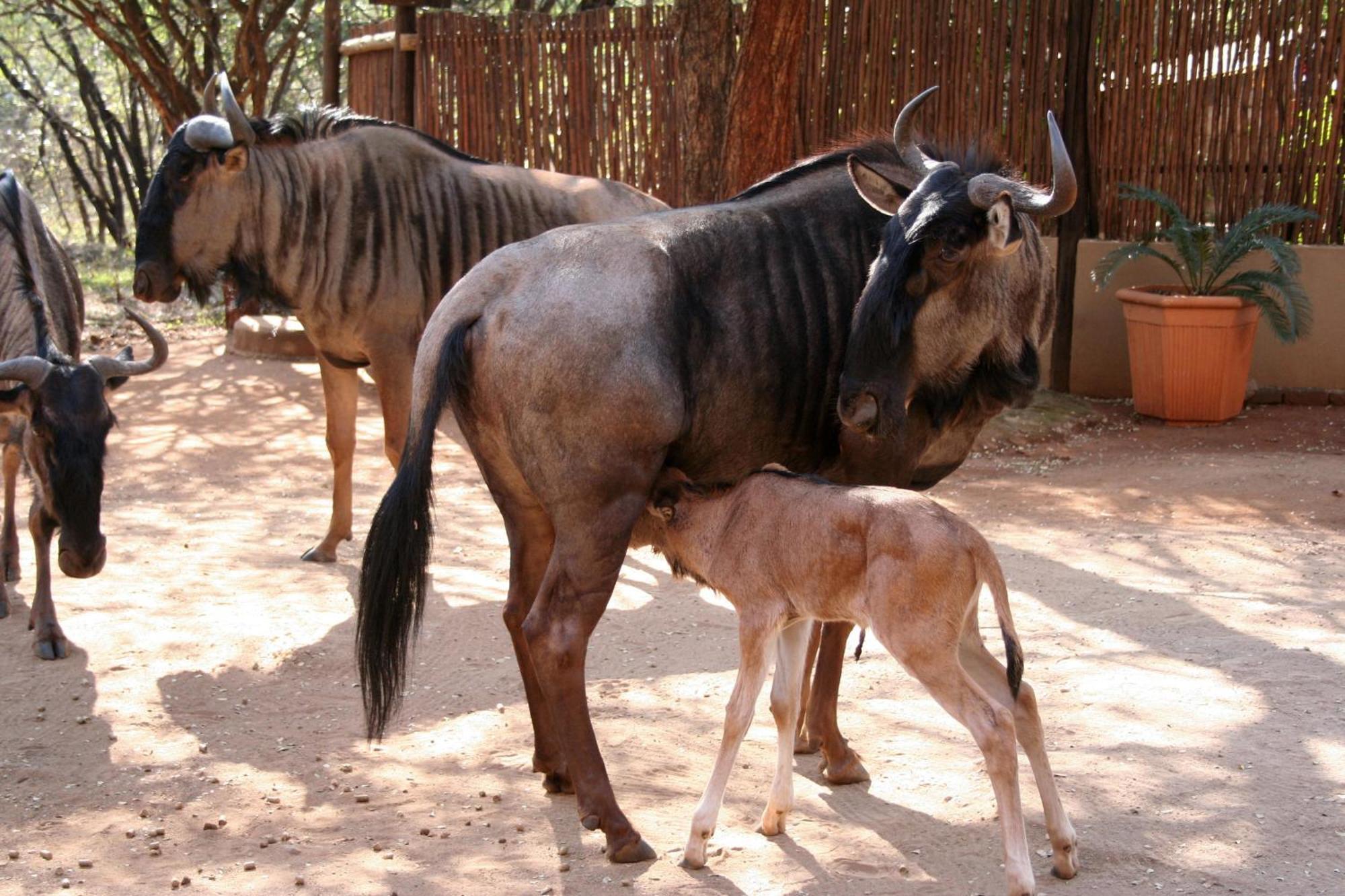 Kiburi Lodge @ Kruger, A Secluded Bushveld Getaway มาร์ลอทพาร์ค ภายนอก รูปภาพ