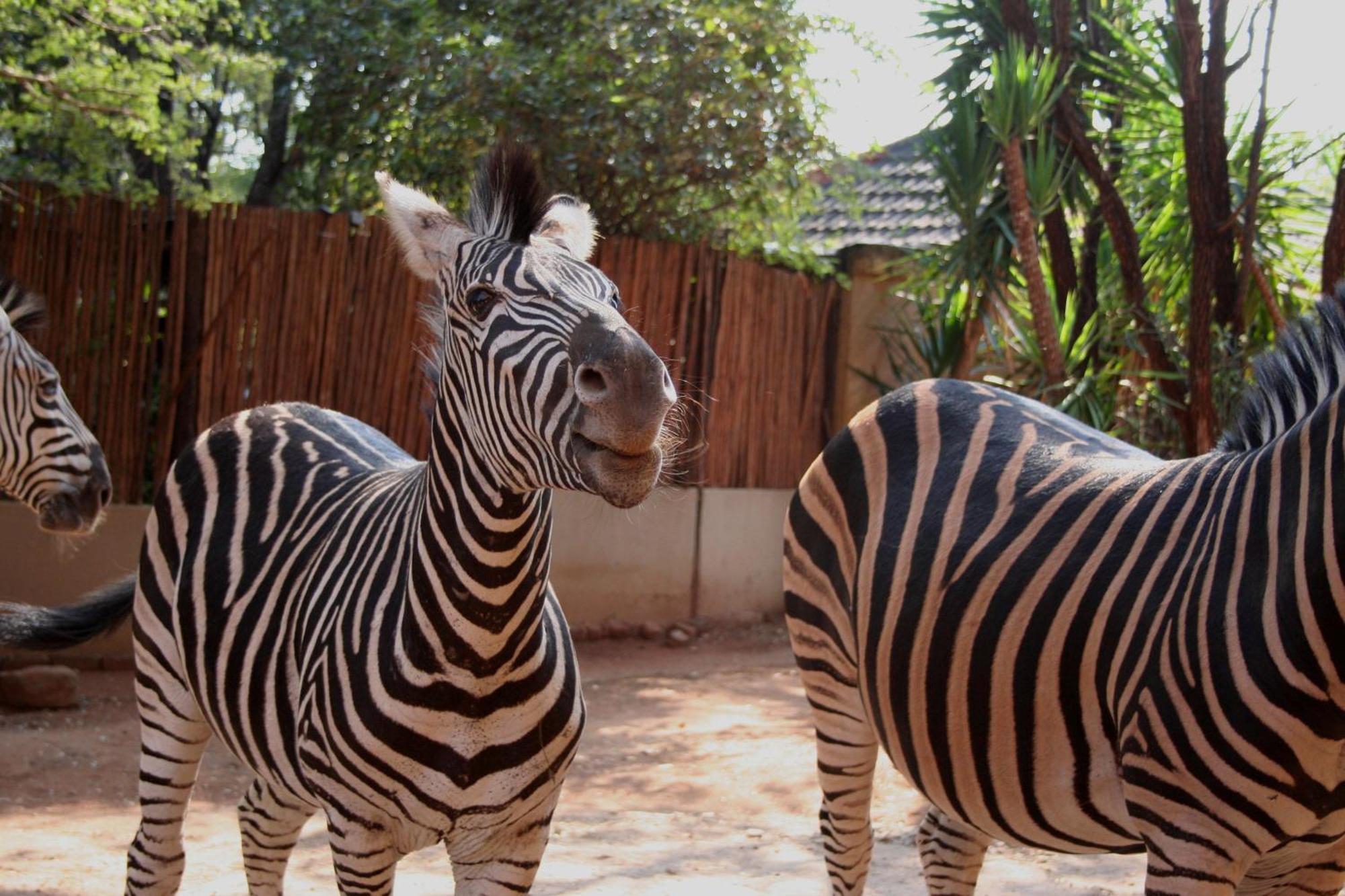 Kiburi Lodge @ Kruger, A Secluded Bushveld Getaway มาร์ลอทพาร์ค ภายนอก รูปภาพ