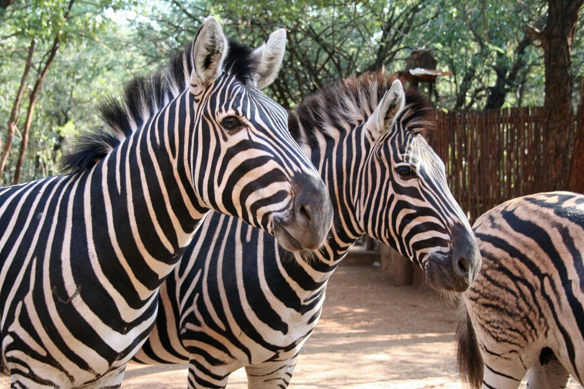 Kiburi Lodge @ Kruger, A Secluded Bushveld Getaway มาร์ลอทพาร์ค ภายนอก รูปภาพ
